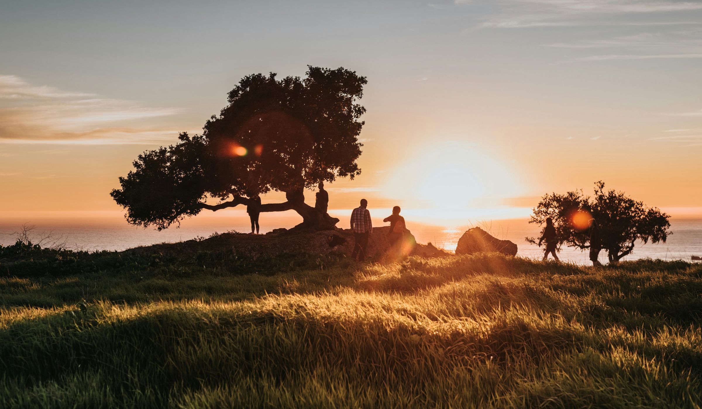 Friends gathered under a tree on a coastal bluff at sunset