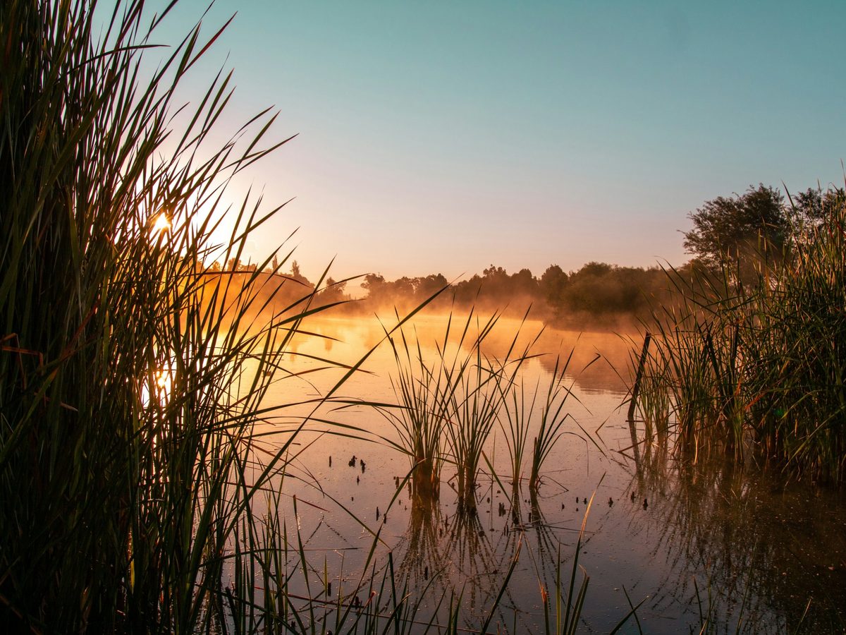 Sunrise over a misty pond framed by tall reeds